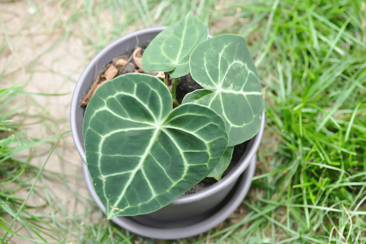 Anthurium crystallinum.png